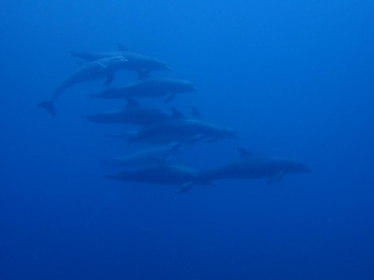 Las Palmeras Oceanview Hotel And Dive Center Литтл-Корн-Айленд Экстерьер фото